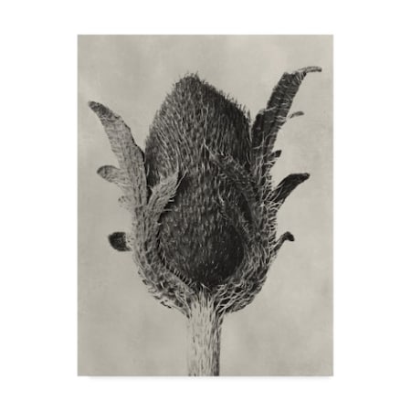 Trademark Fine Art